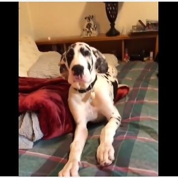Great Dane puppy refuses to get off bed