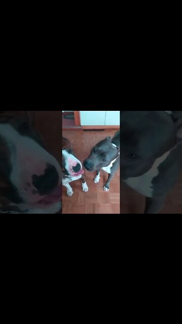 dog love Bullterrier vs Amstaff, best friends Falling in love, sweet cute video