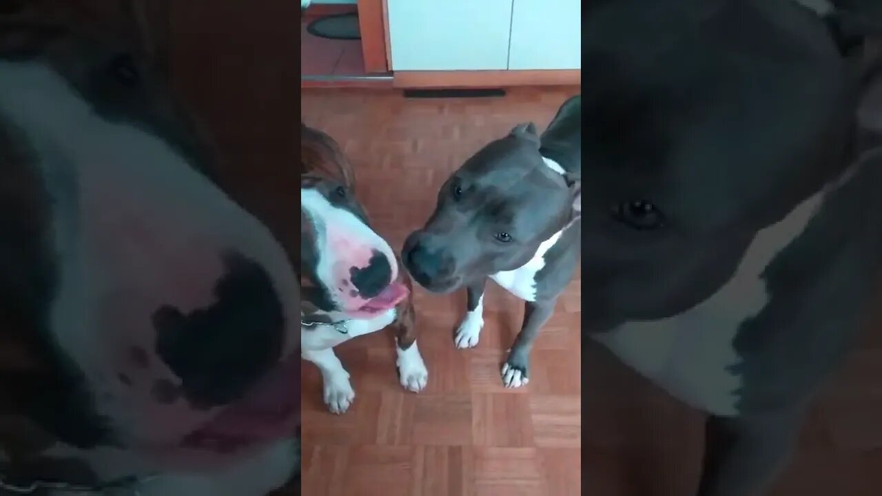 dog love Bullterrier vs Amstaff, best friends Falling in love, sweet cute video