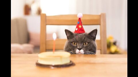 OMG cat birthday celebration