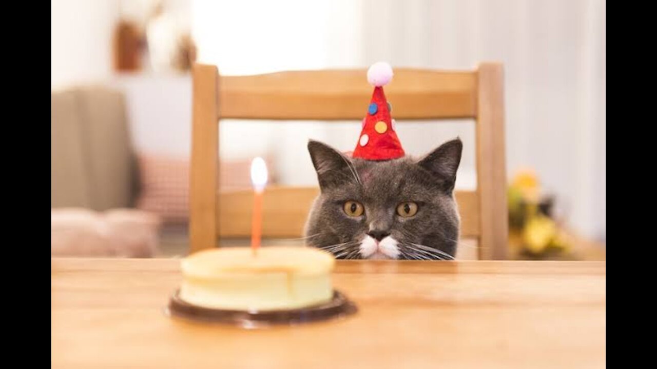 OMG cat birthday celebration