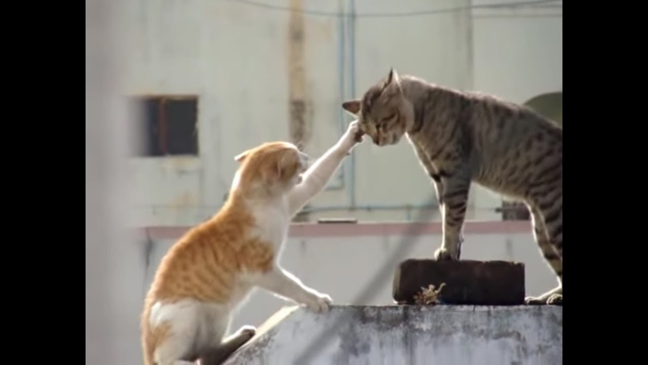 Action and Reaction of Cat Fights