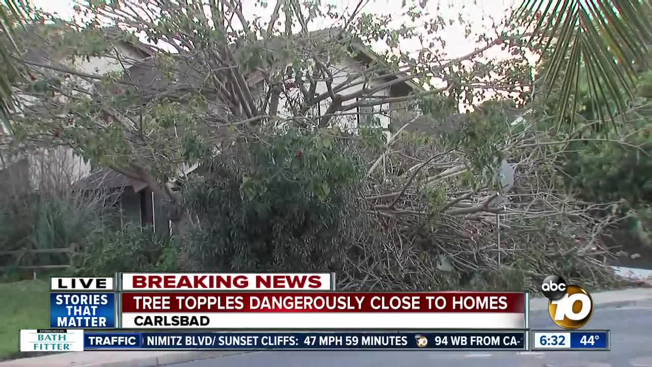 Large tree comes down near Carlsbad home