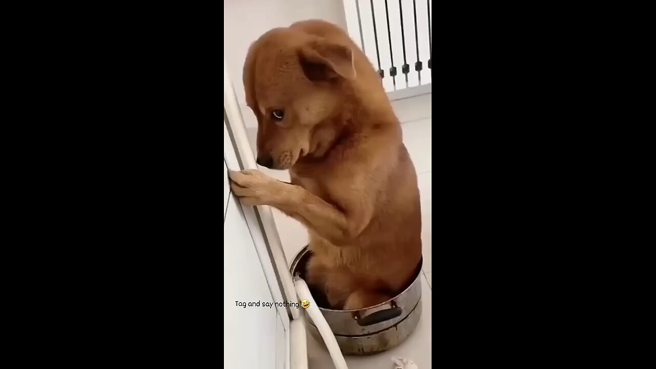 dog_funny_reels_video_🤭