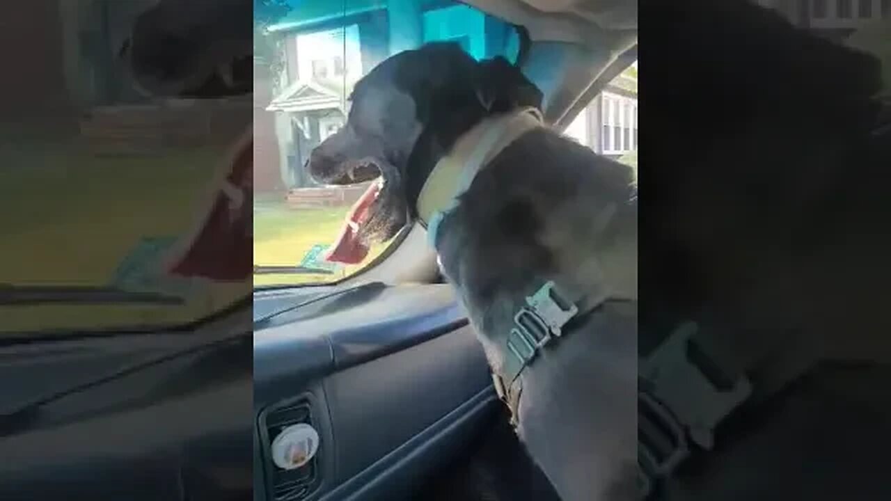 Bentley "Bubbas" Smalls..!!! in the truck.🐕🐶❤🐶🐕❤puppies