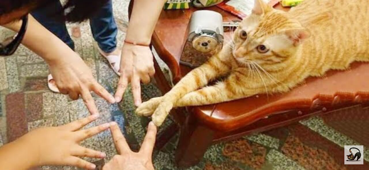 Funny Cats 🐱 - Don't try to stop Laughing 😀 - Funniest cats Ever