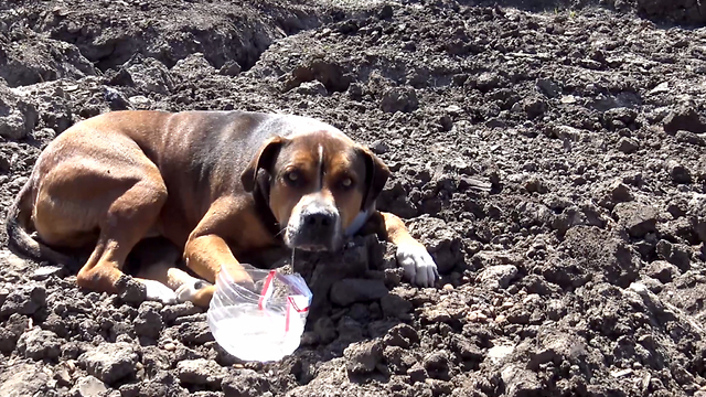 Abandoned dog in a construction site wouldn't move because he was so scared.