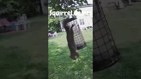 What's the Squirrel Doing Now? You Won't Believe It! #shorts