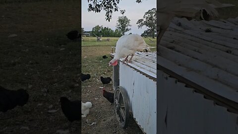 these turkeys #farmlife #video #chicken #turkey #duck #homestead #farm #shorts