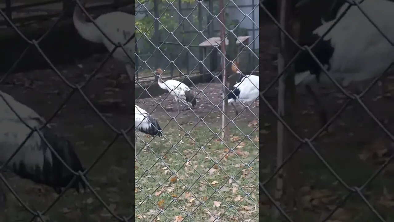 Giant grey Stork taking a walk in the park | 25.10.22