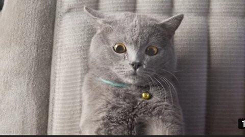 The Ultimate Viral Cat Video