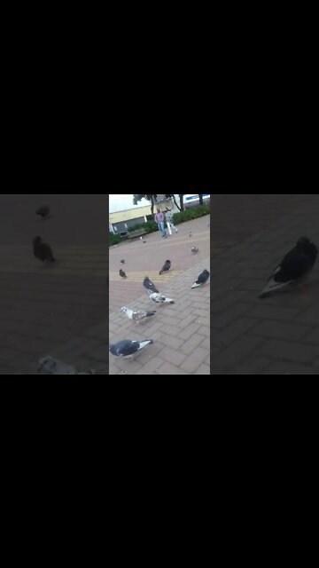 os pombos na praca pt9 #shorts