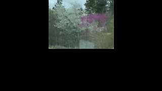 Blooming trees in Alabama