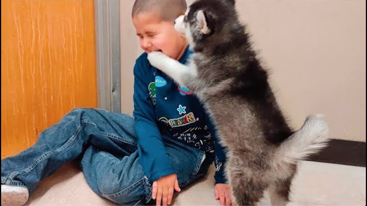 Siberian Husky Puppy Play