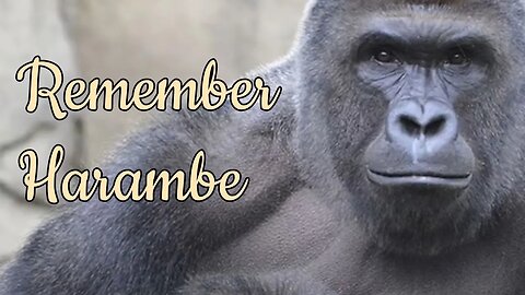 Remember Harambe