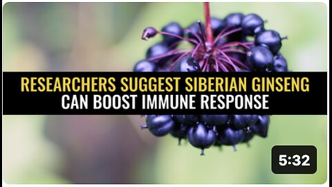 Researchers suggest Siberian ginseng can boost immune response