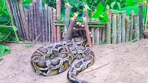 Amazing Creative Boy Trap Big Snake Using Plastic Net in the Jungle