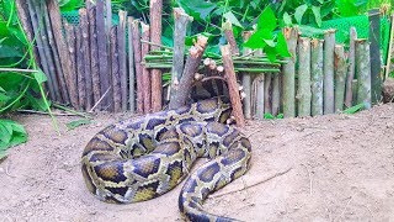 Amazing Creative Boy Trap Big Snake Using Plastic Net in the Jungle