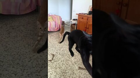Reupload of yesterday’s short (check description)