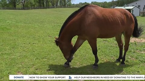 Horse therapy farm struggling to make ends meet amid the pandemic