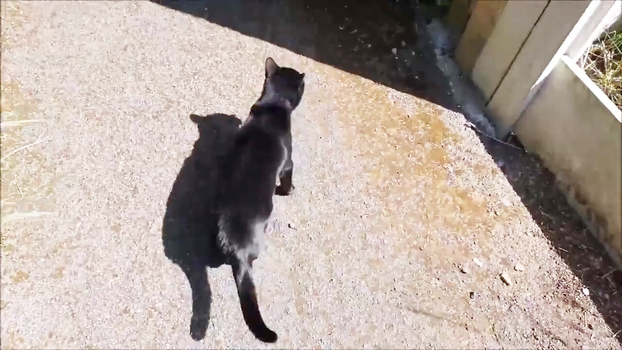 Me and Kitten Luna exploring an abandoned backyard