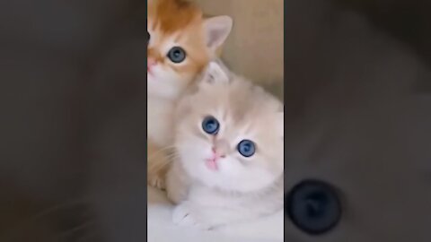 Best Funny Cat Videos