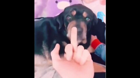 What happens if u show middle finger to your dog