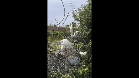 First time at gator land in Orlando fl