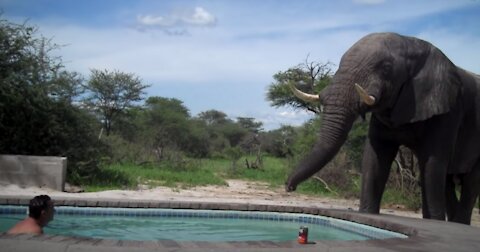 Elephant crashes the pool party 😁