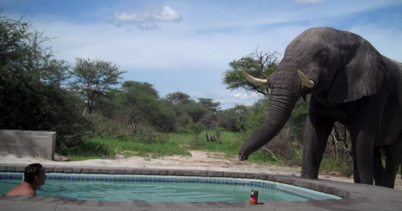 Elephant crashes the pool party 😁
