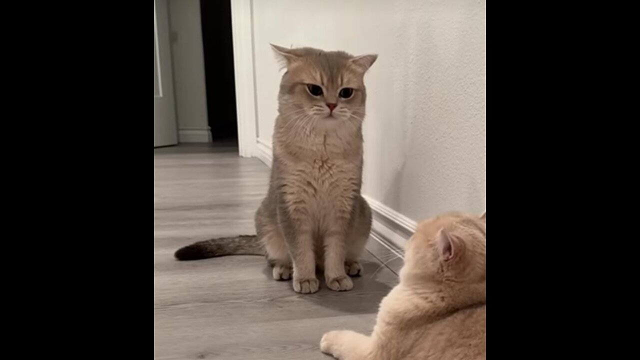 British shorthair cat chpies Owner coin trick