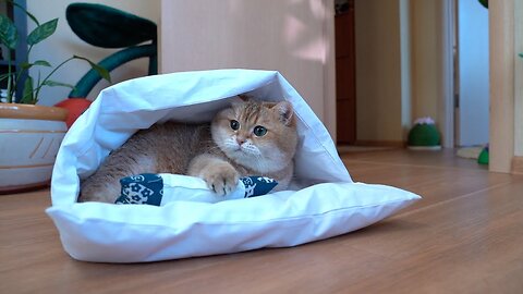 Cat Futon