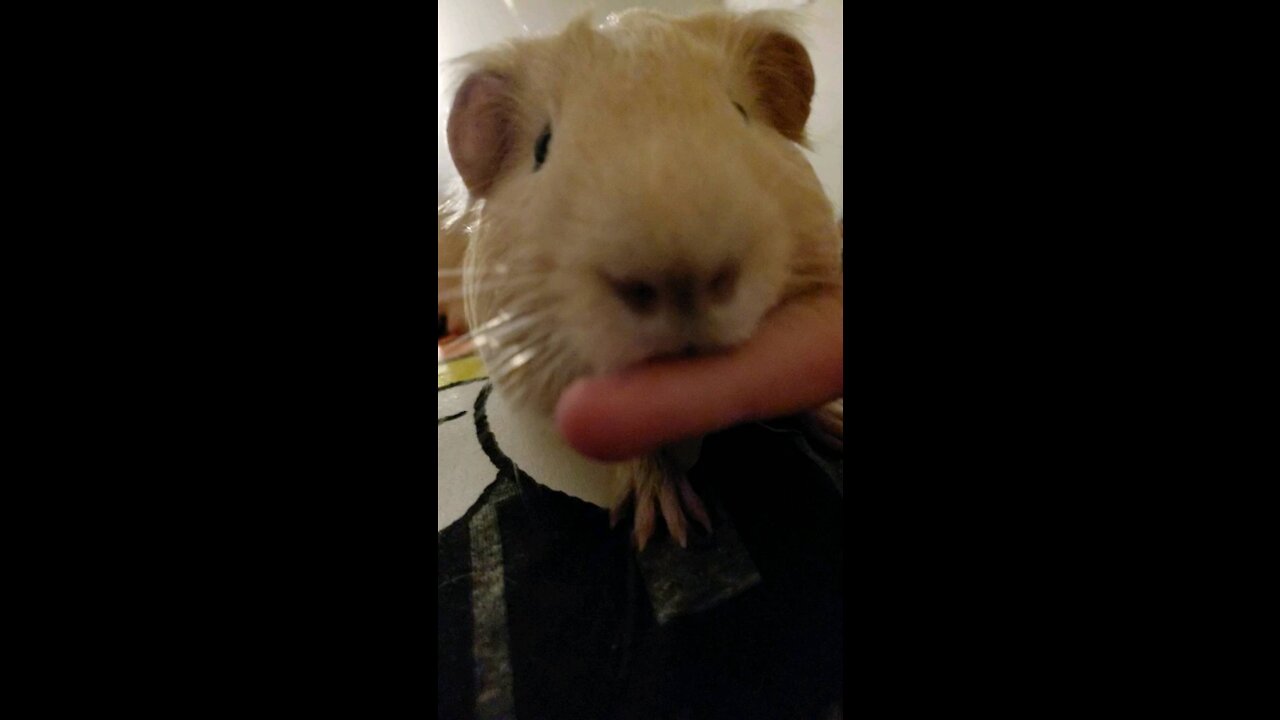 Guinea pig tries to eat my finger