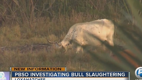 PBSO investigating bull slaughtering