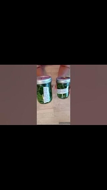 Using Ragweed Medicinally