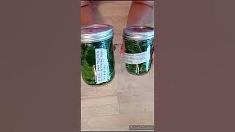 Using Ragweed Medicinally