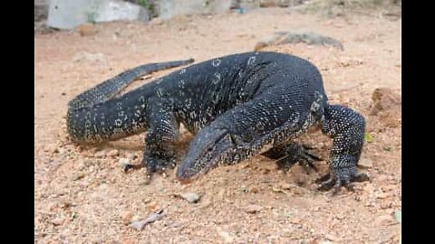 Lagarto gigante encontrado num forno em casa de família na Austrália