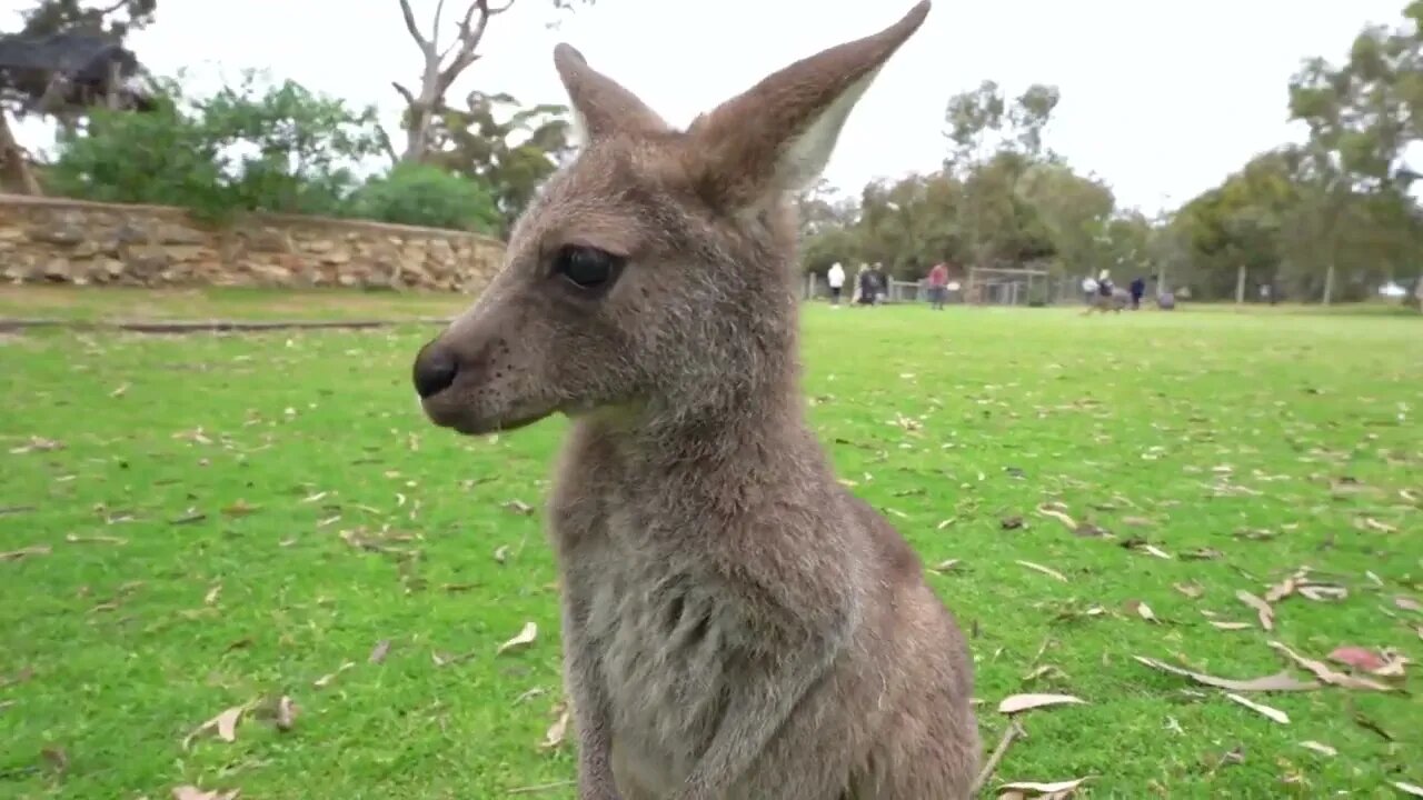 Clumsy Baby Kangaroo Learns To Hop 🦘 - The Lifestyle of a Cute Baby-3