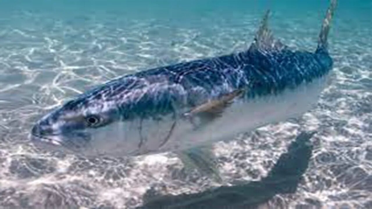 O peixe rei pesca preparo e curiosidades.