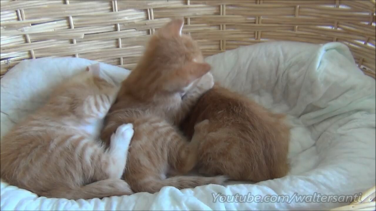 mom cat lover