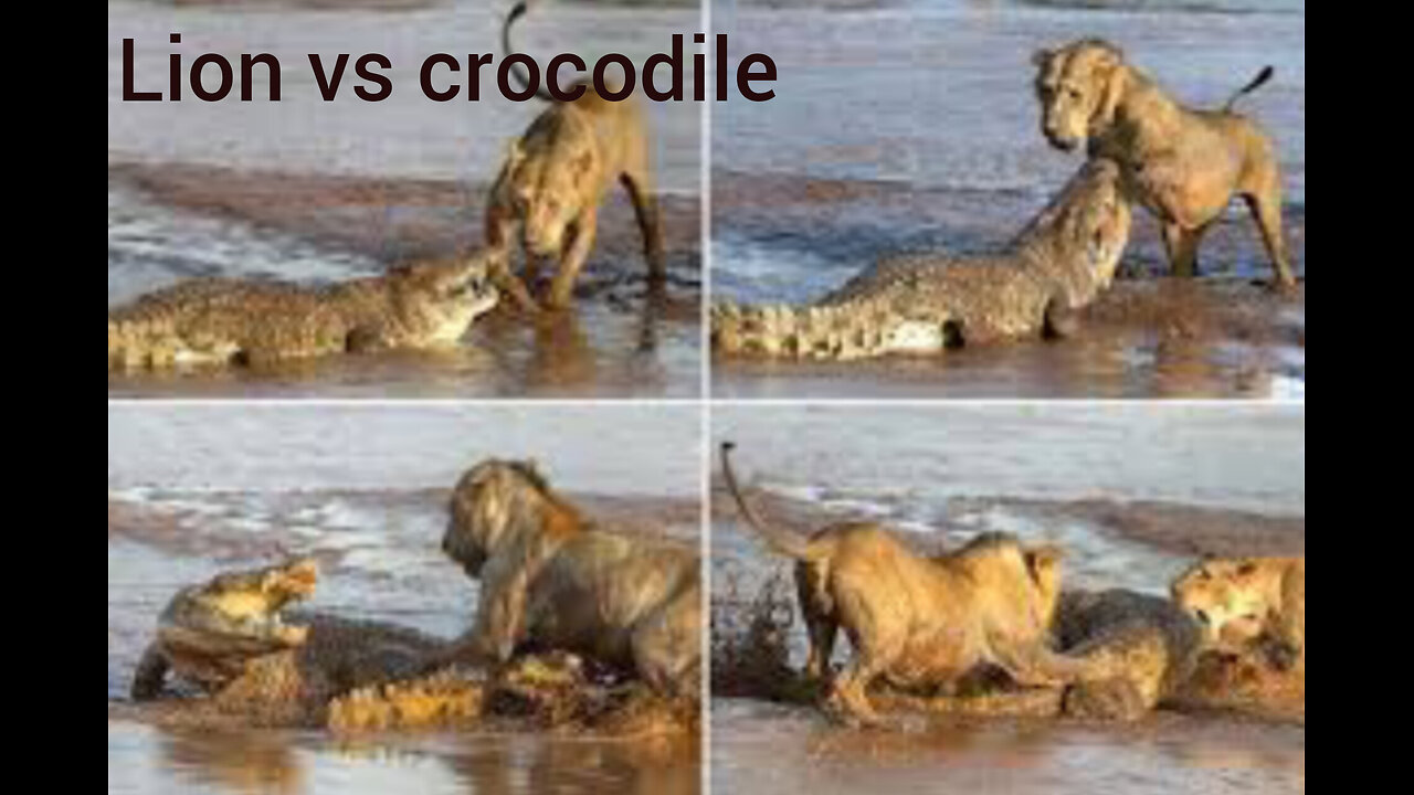 Lion vs crocodile dengerous attacks