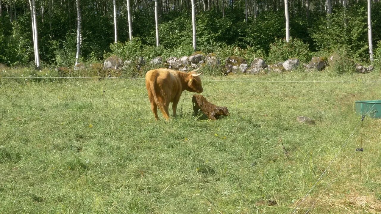 The Cruelty of Nature