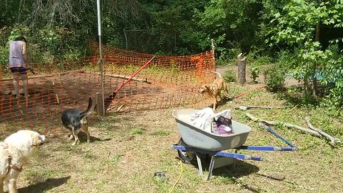 First Garden, Puppies Trying To Break In