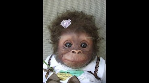 Baby Monkeyyy