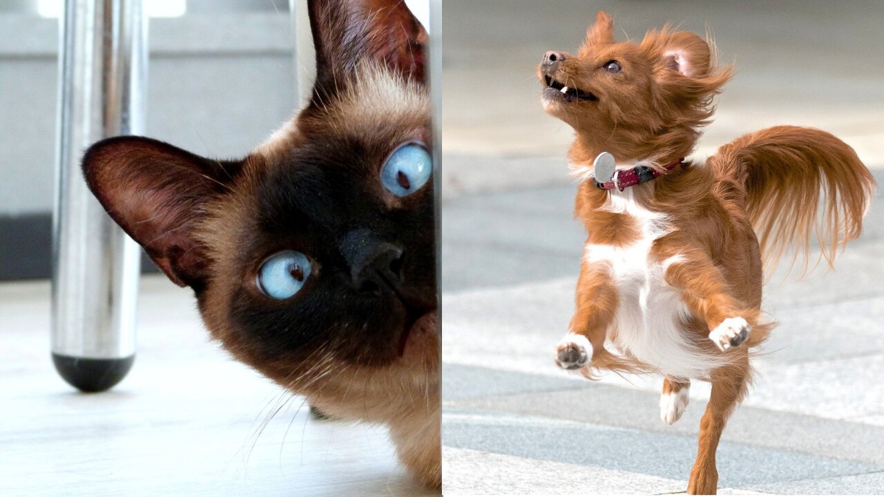 Funny Cats and Dogs Compilation 2022