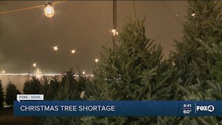 Christmas tree shortage