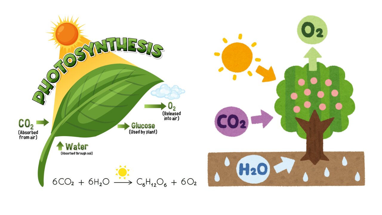 Photosynthesis