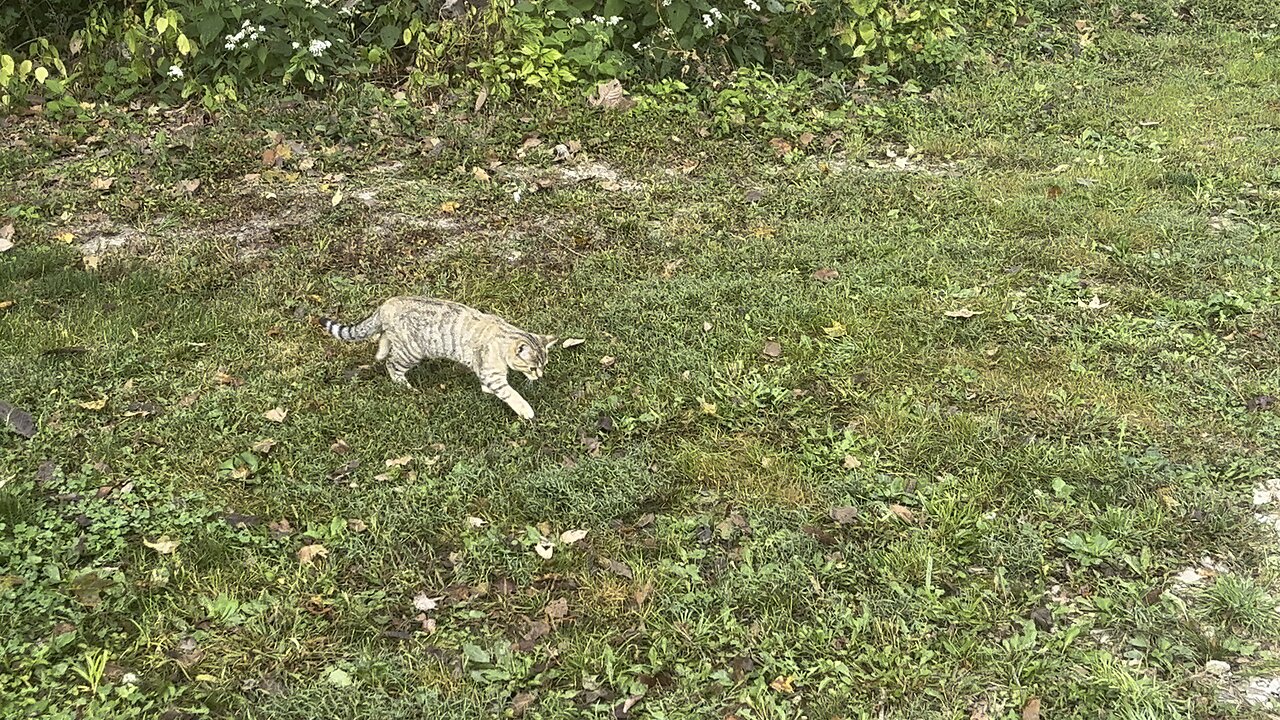 On The Prowl 🐈 #ChamberlinFamilyFarms #cat #furbaby #homestead