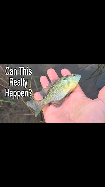 Do Fish REALLY Do This?