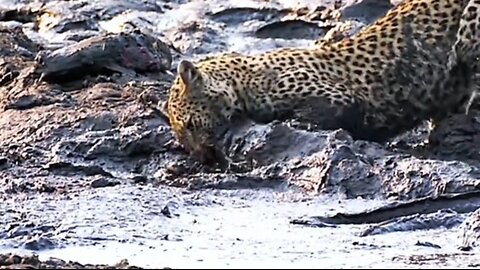 In this boggy place ,cheetahs find a perfect spot for a dilicious meal